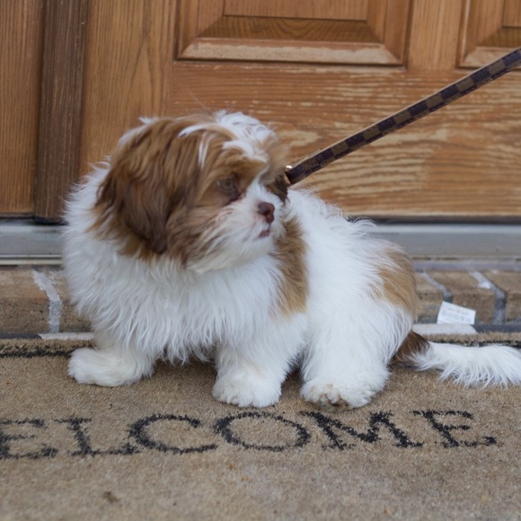 Checkered designer style dog collar & leash set - Picture 4 of 4